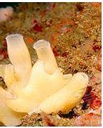 Gambar 2.2 Tipe Saluran Air Porifera Klasifikasi hewan Filum Porifera disajikan dalam Tabel 2.