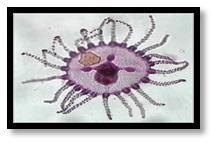 Gambar 2.3 Perkembangbiakan Porifera b. Kelompok Hewan Berongga (Coelenterata) Coelenterata sering disebut hewan berongga (bukan rongga tubuh sejati). Rongga tersebut disebut gastrovaskuler.