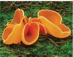 Askomisetes merupakan klasfikasi fungi yang keempat. (10). Askomisetes merupakan fungi dalam filum Ascomycota.