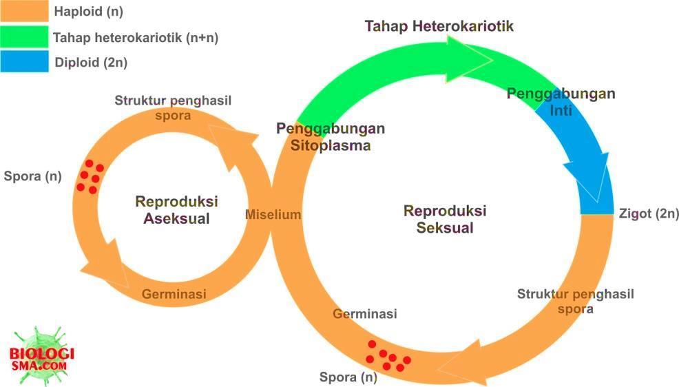 (mitospora), atau melalui proses seksual yang melibatkan meiosis (meiospora). Banyak fungi dapat berkembang biak dengan baik proses seksual dan aseksual.