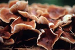 Untuk mengetahui suatu jenis fungi dapat dimakan atau tidak, hanya ahli Mikologi saja yang menguasainya, terutama fungi-fungi liar yang
