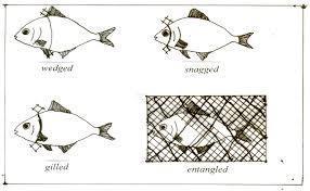 22 peluang ikan terjerat. Puspito (2009a) menyatakan bahwa ikan terjerat oleh mata jaring pada bagian keliling tubuh terbesar.