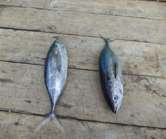 145 Nelayan purse seine merupakan nelayan dominan yang mendaratkan ikan PPS Bitung dan pemasok utama industri pengolahan ikan di Kota Bitung.