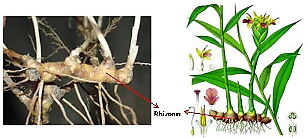 15. The method of reproduction some of these plants is different. Ginger can reproduction with A. Stems B. Seeds C.