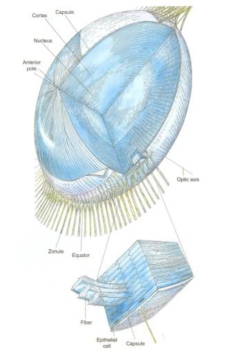 Kapsul lensa lebih tebal di bagian anterior dan posterior bagian preequator, lebih tipis di bagian sentral polis posterior (AAO, 2011). Gambar 1.