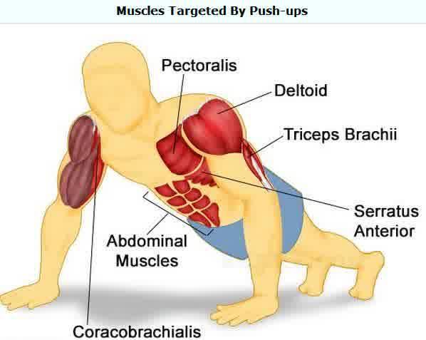 16 3) Triceps brachii Otot ini membantu ekstensi dan abduksi lengan. Disamping itu otot Triceps brachii juga menyusun dua pertiga massa lengan.