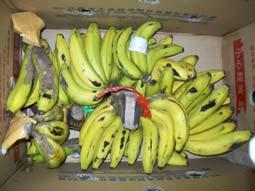 suhu 15ºC mampu bertahan hingga waktu penyimpanan 2-3 minggu, sedangkan pisang yang disimpan pada suhu 10ºC mampu disimpan hingga 4 minggu.