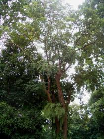 4 Gambar 1. Pohon dan kulit batang kedondong 2.