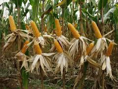 BAB II TINJAUAN PUSTAKA 2.1 Jagung (Zea mays) Menurut Effendi S (1991), jagung (Zea mays) merupakan salah satu tanaman pangan dunia yang terpenting selain padi dan gandum.
