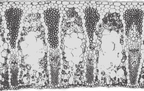 B. Uraian 1. a. Berdasarkan sifatnya, jaringan tumbuhan dibedakan menjadi jaringan meristem (embrional) dan jaringan dewasa. b. Perbedaan jaringan meristem dan jaringan dewasa adalah sebagai berikut.