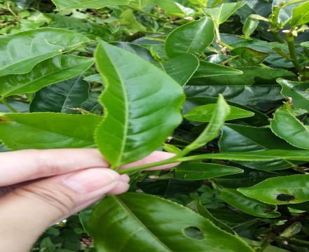 Hama yang paling banyak menyerang tanaman teh di PT Rumpun Sari Kemuning yaitu ulat penggulung daun (Homona cofferia), Thrips sp., ulat penggulung pucuk (Cydia leucastome), Helobelthis sp.