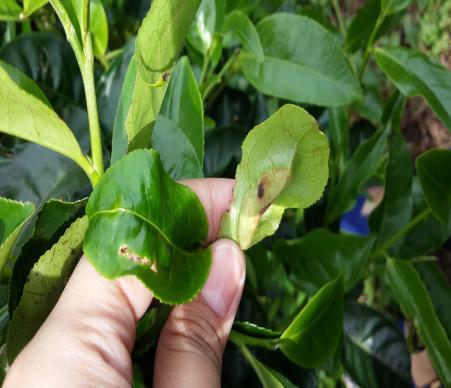Serangan hama pada tanaman teh: (a) serangan ulat penggulung daun, (b) ulat penggulung pucuk Penyakit yang banyak menyerang tanaman teh di PT Rumpun Sari adalah cacar daun teh (blister blight)