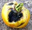 Holonekrosis: keseluruhannya mati. (Spot/ bercak pd. daun jeruk) Dapat terjadi pada setiap bagian dari tumbuhan sakit (organ penyimpanan, jaringan berklorofil, jaringan berkayu).