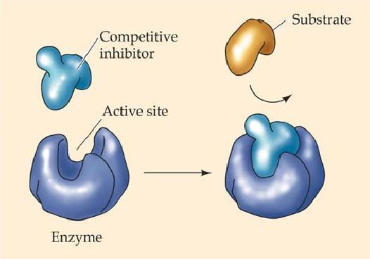 42 Inhibitor Kompetitif Merupakan molekul yang memiliki struktur yang mirip dengan molekul substrat cocok (fit) dengan situs aktif enzim Dapat