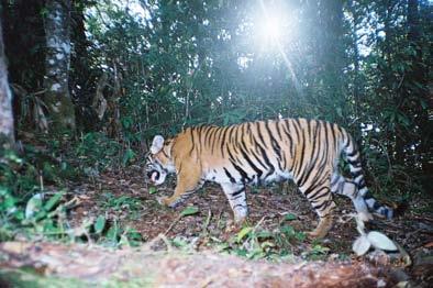 42 5.1.5 Perilaku Harimau 5.1.5.1 Pola Aktifitas Harian Aktifitas harimau di lokasi penelitian lebih banyak dilakukan pada malam hari (58%) daripada siang hari (42%).