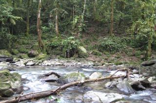 31 (a) (b) (c) Gambar 8. Karakteristik fisik sungai di lokasi penelitian yang berbatu (a,b dan c), memiliki arus deras (a dan c) dan terbentuk dari substrat tanah berpasir 5.1.2 Karakteristik Habitat Harimau Sumatera 5.