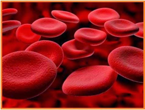 7 Gambar 2.1 Eritrosit atau sel darah merah (Sumber: Tarwonto dan Wartonah,2008). b.