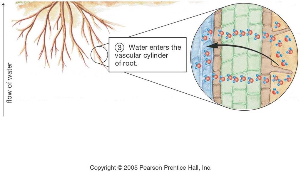 Tekanan Air di Perakaran Transpirasi menyebabkan perbedaan tekanan yang dapat menarik air