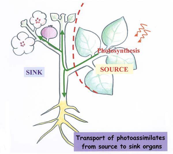 Source dan Sink Source: bagian di mana fotosintat memulai proses transportasi (tempat produksi atau