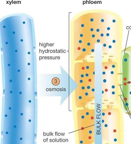 Pressure-flow 3 Konsentrasi tinggi sukrosa dalam sel floem menyebabkan pergerakan