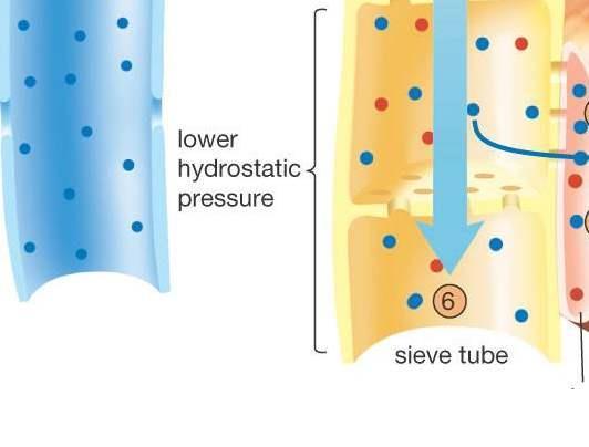 Pressure-flow 6 Saat air bergerak keluar oleh osmosis, tekanan dalam sel tabung