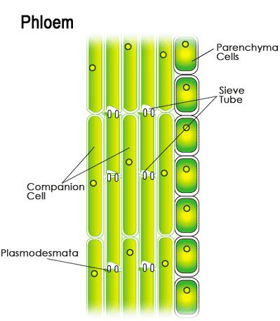 Phloem Jaringan floem memindahkan fotosintat dari tempat produksi ke tempat yang membutuhkan atau