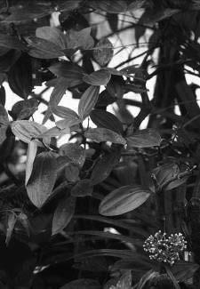 3 (Taman Anggrek, prakoleksi/bali) Tanaman berbentuk semak, batang dan cabang berwarna abu-abu kecoklatan, berbuku, tempat kedudukan daun dan cabang muda berwarna hijau muda.