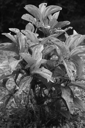 Gambar 4. Medinilla sp.4 permukaan daun bagian bawah berwarna ungu sampai tulang daunnya. Tulang daunnya menonjol di bawah permukaan daun.