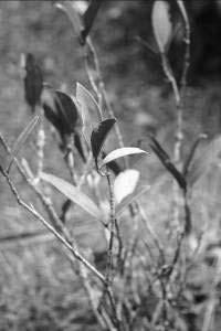 pada tanah di sekeliling batangnya. Cabang muda bentuk bulat berwarna hijau muda. Gambar 5. Medinilla sp.