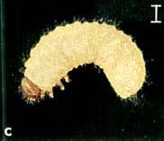 Gambar 1. Telur L. serricorne Gambar 2. Larva L. serricorne Sumber. http://www.tabacordillera.com/tobacco-insect-pests-mold.