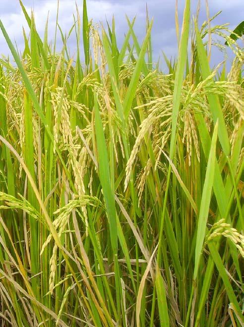 Gambaran Umum Usaha Pertanian di Kabupaten Bantaeng Berdasarkan angka sementara hasil pencacahan lengkap Sensus Pertanian 2013, jumlah usaha pertanian di kabupaten Bantaeng sebanyak 29.