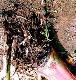 Pangkal akar tanaman pisang rusak dan terjadinya kematian sel-sel pada akar (Dropkin, 1991). A B Gambar 5: A. Rebahnya Batang Pisang Akibat Serangan Radopholus similis B.