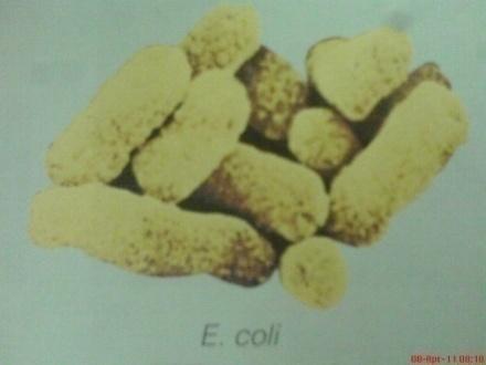 Bacillus cereus Gambar 3. Escherichia coli Sumber : Tortora et al. (2006) Bakteri B.
