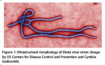 yaitu yang disebabkan oleh Tai Forest ebolavirus dan beberapa kasus manusia tanpa menunjukkan gejala klinis pada infeksi REBOV 1,2.