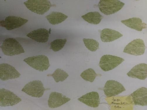 Hasil eco printing dengan menggunakan daun tanaman