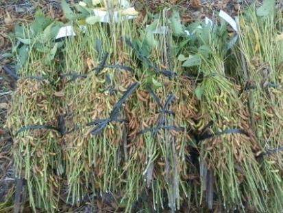Pembalikan tajuk tanaman merupakan salah satu cara praktis untuk mengeringkan polong tanaman di lahan sebelum dilakukan prontokan biji menggunakan mesin perontok padi.