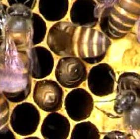 Lebah pekerja (a) Gambar 12 Perilaku lebah pekerja A.