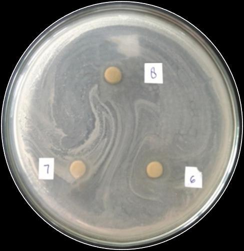 Staphylococcus aureus 10 8 7 6