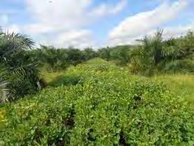 toleran hama pengisap polong dilaksanakan di 10 sentra produksi kedelai yang tersebar di Jabar, Jatim, Bali dan NTB, baik di lahan sawah dan lahan kering.