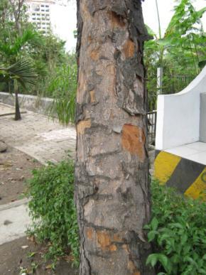 56 mekanik dan juga kerusakan teknik. Kerusakan yang diakibatkan oleh hama/penyakit yaitu batang pohon yang mengalami kekeringan, lapuk ataupun gerowong.