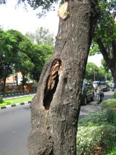 terlihat pada Gambar 23. Selain itu juga dijumpai beberapa kerusakan mekanik seperti adanya coretan pada batang pohon, pohon yang dipaku, ataupun pohon yang disayat.