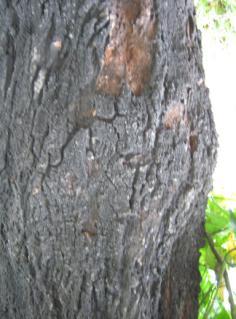 di beberapa pohon. (a) (b) (c) Gambar 23 Beberapa contoh kerusakan pohon yang terjadi di Jalan P. Diponegoro (a) Ranting lapuk, (b) Gerowong, (c) Batang kering Kondisi pohon di Jalan P.