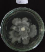 Isolat jamur pelapuk putih mengalami pertumbuhan miselium dengan baik dan bervariasi. Variasi pertumbuhan tersebut dilihat dari kecepatan dan ketebalan miselium yang dihasilkan.