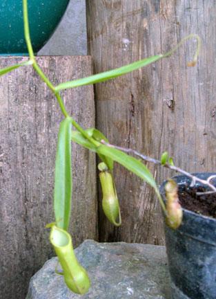 Nepenthes reinwardtiana Miq. (Gambar 1) pada bagian kantong bawah membulat. Memiliki dua spot mata di dalam dinding bagian belakang, penutup kantong bagian bawah bundar hingga elips.