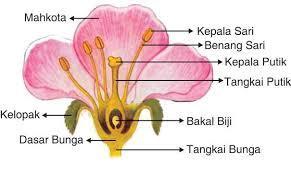 2. Angiospermae Angiospermae adalah golongan tumbuhan yang menghasilkan biji dengan keadaan terlindungi oleh karpel (daun buahnya) dan pembuahannya ganda, serta memiliki alat perkawinan berupa bunga