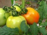 Tomat banyak mengandung vitamin C dan vitamin A yang bermanfaat untuk meningkatkan kekebalan tubuh. Tomat yang baik dikonsumsi adalah tomat yang berwarna merah.