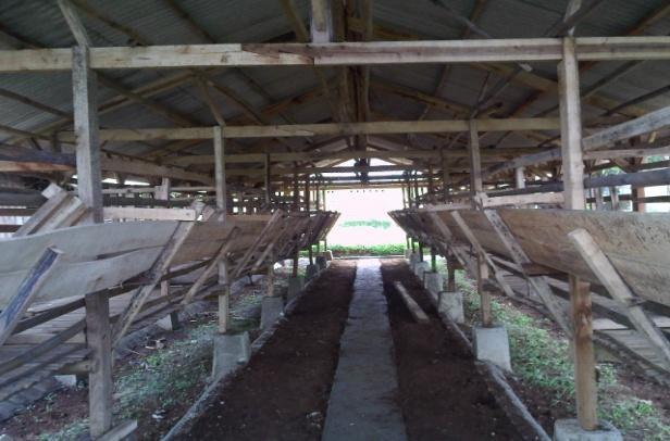 Gambar 6. Kandang Penggemukkan dan Pembibitan Domba Sumber Rezeki Farm Pemberian pakan ternak dilakukan 2-3 kali sehari berupa hijauan.