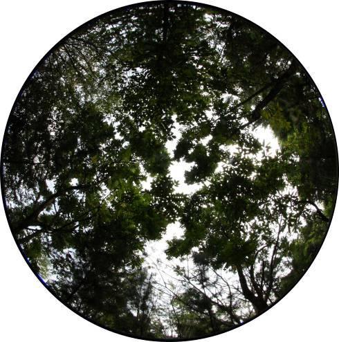 Sementara yang tertinggi yaitu jenis Hutan Kota 2 (GB). Jalur Hijau Trembesi merupakan jenis hutan kota yang berbentuk jalur dengan komposisi pohon Trembesi sebagai tanaman utamanya.