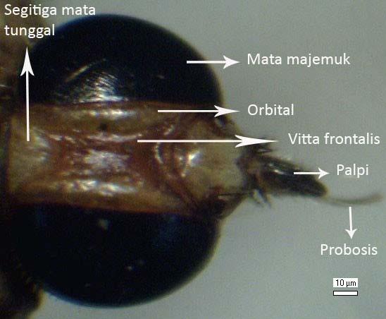 14 Gambar 6 Kepala H equina pandangan dorsal Kepala lalat H equina terdiri dari mata majemuk, orbital, vita