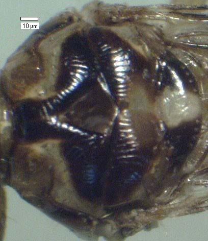 15 A B Gambar 8 Toraks H equina pandangan dorsal (A), ventral (B) prosternum (Stn1), mesosternum (Stn2), metasternum (Stn3) Toraks lalat H equina berukuran sekitar 2 mm dan memiliki variasi warna